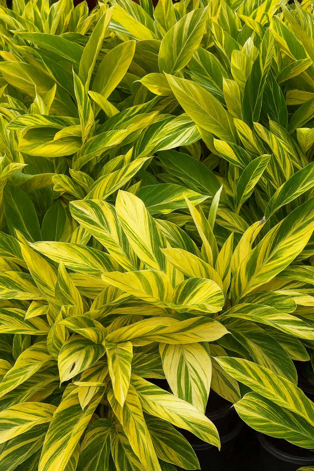 May Flowers Horticulture Installation 51